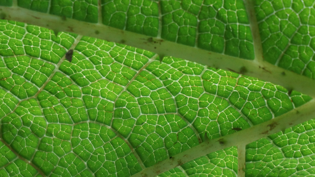 The underside of a lily leaf