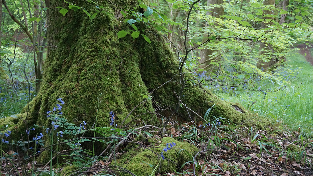 the base of a mossy tree