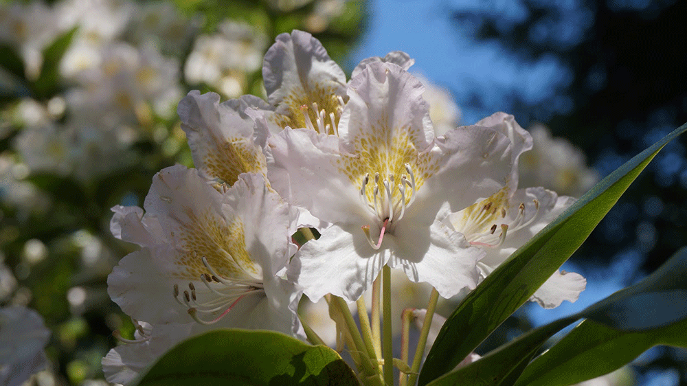 A Rhododendron flower