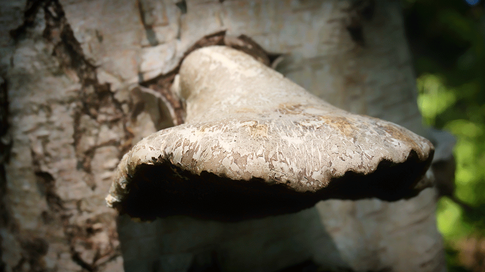 A Bracket Fungus - the Birch polypore. In this case looking a little venerable.