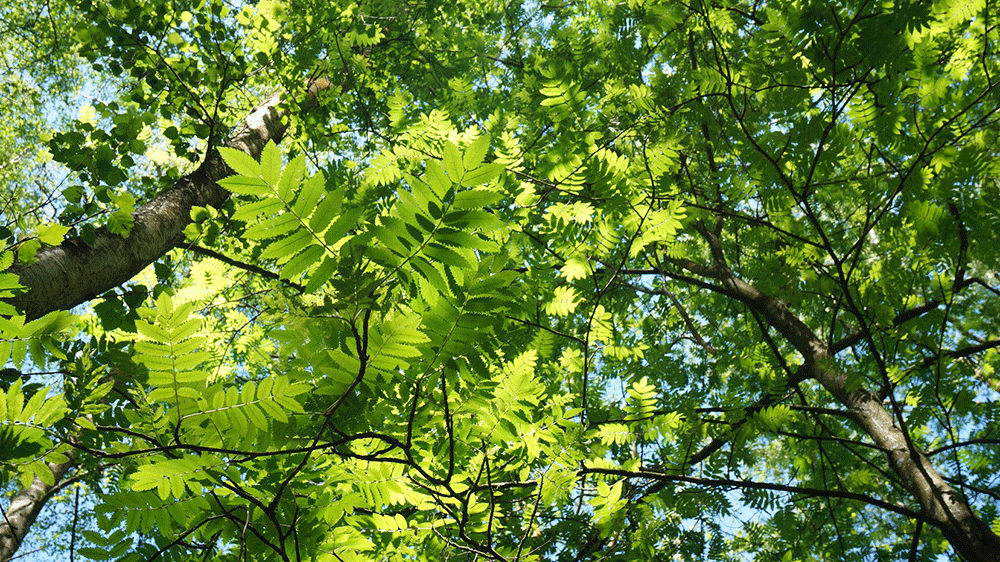 Staring up at the canopy in my local woodland
