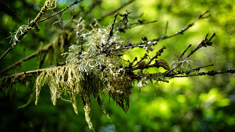 Lichen growning on a branch