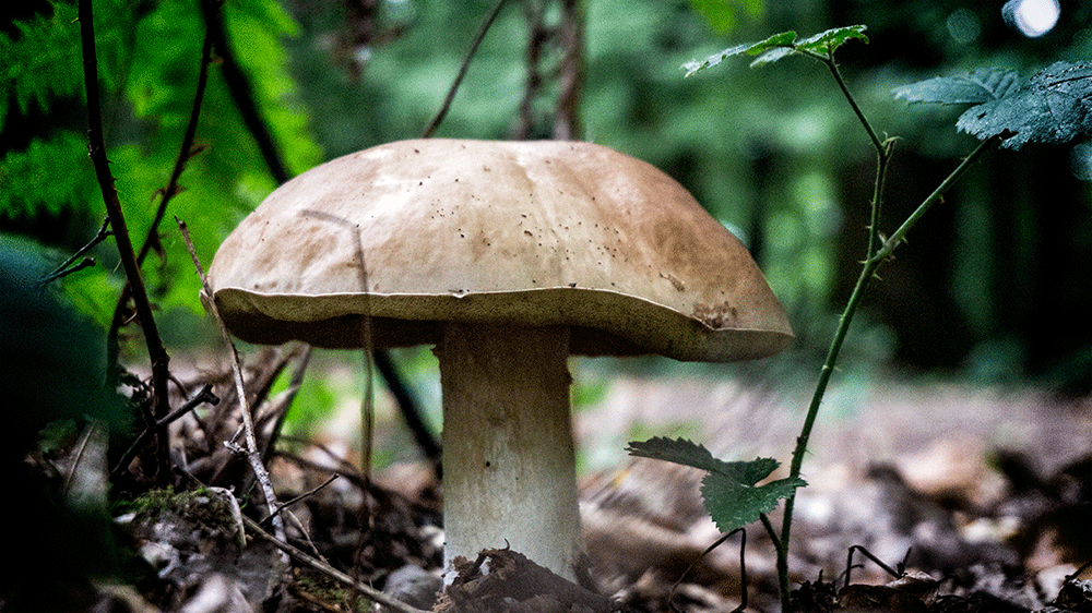 A gourmet mushroom in the wild