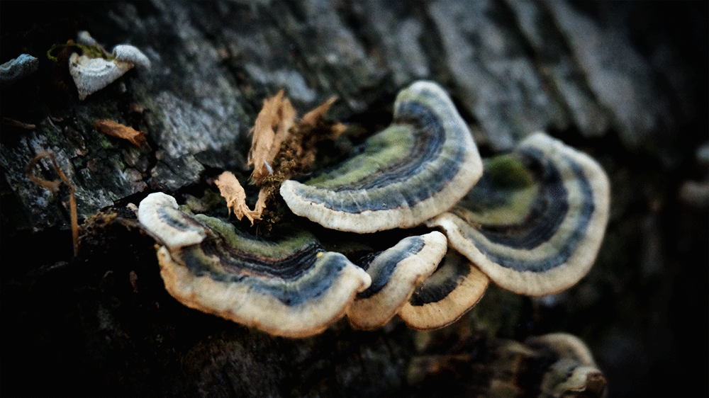 A medicinal mushroom in the wild